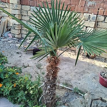 agac satiram: Yelpək yarpaqlı palma ağacı – Trachycarpus fortunei (Həştərxan/Çin — 5