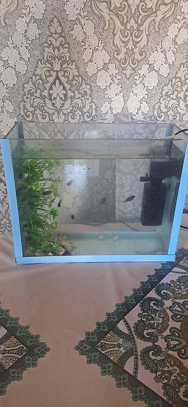 beta balığı qiymət: Dördbucaq akvarium, Balıqlarla birlikdə, 17 l, Ünvandan götürmə — 1