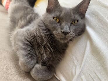 добрые руки: Мейн-кун, Самка, В добрые руки, Самовывоз — 1