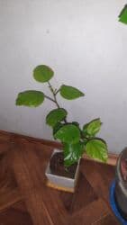 pul seyfi: Kitayski roza — 2