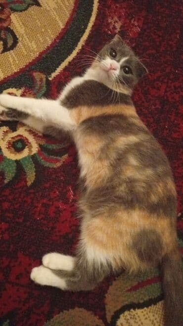 tüksüz pişiklər: Yaxşı əllərə — 1