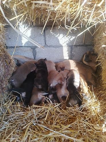 qala cinsi qoyun: 1 ay, Peyvəndli, Ünvandan götürmə — 2