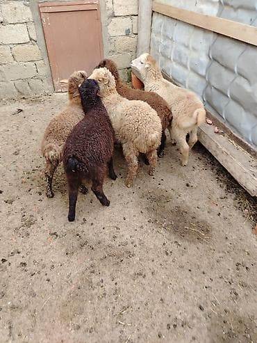heyvan yuvasi: Məhsul: Quzu sürüsü Təsvir: - Şəkillərdə 6 baş quzu görünür. - — 4