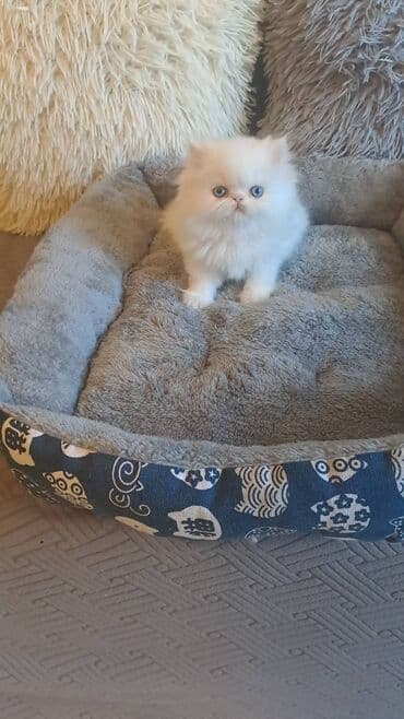 ağ pişik satışı: Персидская — 4