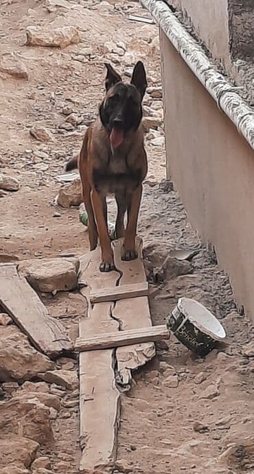 Gəmiricilər: Belçika çoban iti, 11 ay, Erkek, Ünvandan götürmə — 1