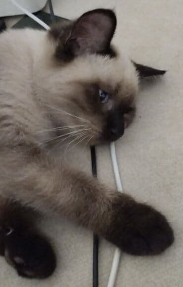 Heyvanlar üçün mallar: Siam, Erkək, Yaxşı əllərə, Ünvandan götürmə — 4