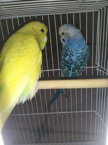 geref quşu: Cüt quşlar satılır qəfəslərlə bir yerdə ucuz qiymətə valnistiy — 7