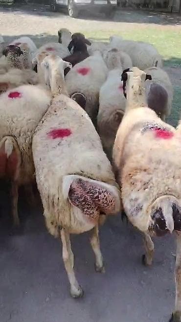 ev heyvanlarının satışı: Dişi, il: 1, Damazlıq, Pulsuz çatdırılma — 6