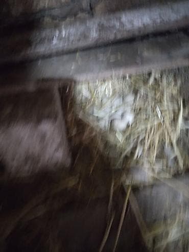 Salam bu őrdəklərin mayalı yumurtası var satılır təzə qariçnì sortdu lalafo.az -da Salam bu őrdəklərin mayalı yumurtası var satılır təzə qariçnì sortdu