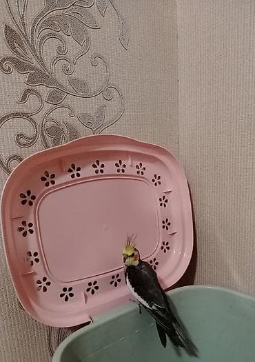 turac quş: Nimfa tutuquşu (Cockatiel) – sarı qaşlı, narıncı yanaqlı, boz-ağ — 2