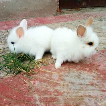 ereb dovşanı: Holland lop dovşanlar 3 böyük 2 bala. balanın biri 15azn böyüyün — 6