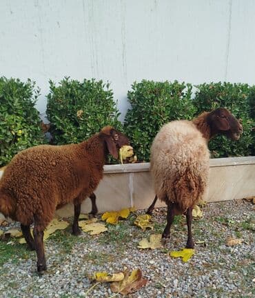 ev heyvanları adları: SalamQala qoyunları satılır. bir ana bala bir tek qoyun. quzu disidi — 4