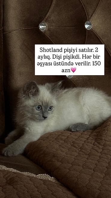 şotland dişi: Şotland, Dişi — 1