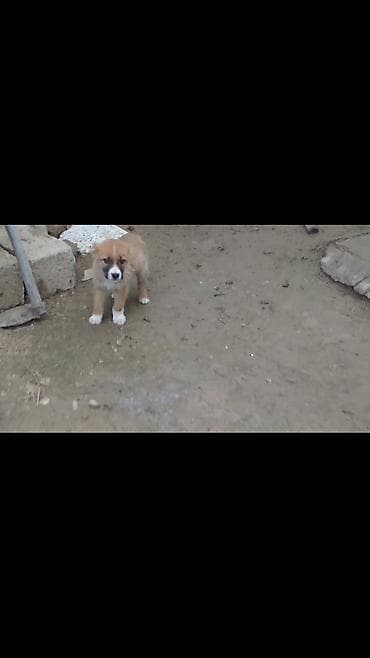 cucelerin satisi: Qurdbasar, Erkek — 2