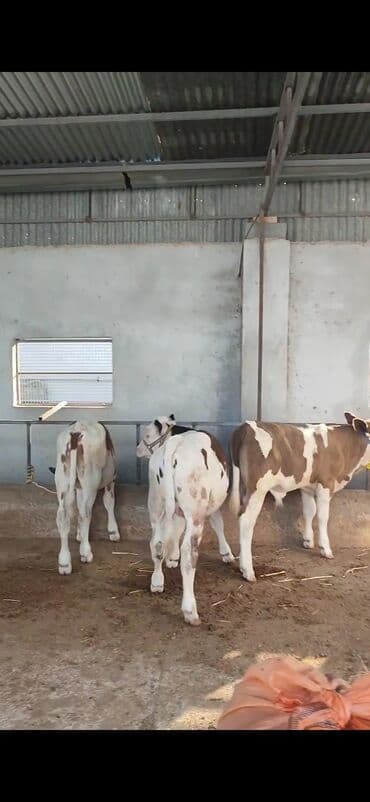 simmental ineklerin satisi: Satış: Qaramal buzovları - Növ: Simmental tipli ətlik/südlük — 5