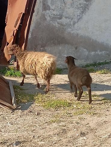 baliq tutmaq ucun qurd: Qoyun və quzu dəsti - Növlər: yerli cins ana qoyun və yanında bir — 2