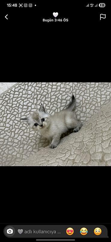 Pişiklər: Sevimli balaca pişik balası - Rəng: krem-boz gövdə, qulaq, quyruq və — 1