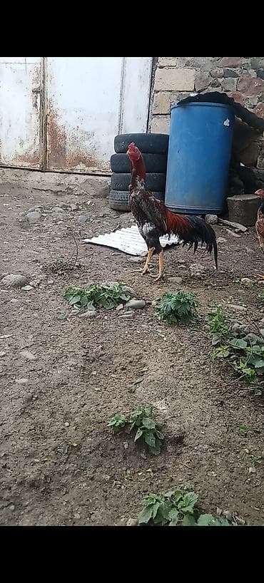 heyreti gence: Cins şamo 1 yaw 6 aylıq çox hündür boyu gözəlliyi var doyuwu də — 2