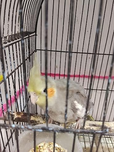 qu quşu: Nimfa (Cockatiel) papağanı və qəfəs aksesuarları Xüsusiyyətlər: - — 2