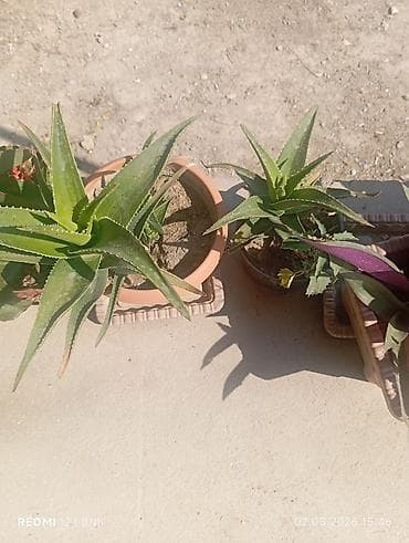Саженцы растений: Satış üçün müxtəlif saksı bitkiləri - Aloe (aloe vera tipli, ətli — 6