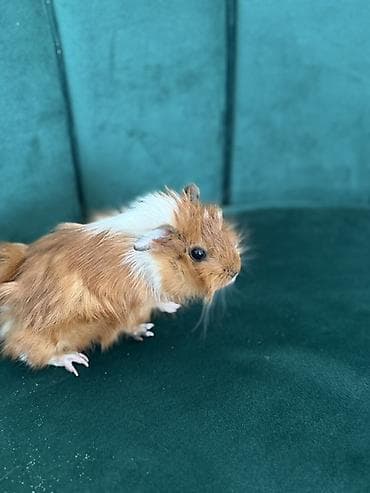 Gəmiricilər: Saxlama heyvanı – dəniz donuzu (guinea pig) - Növ: Dəniz donuzu, evdə — 1