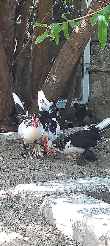 Heyvanlar: Məhsul: Naxışlı Yaponka toyuqlar və xoruzlar (ayaqları tüklü — 1