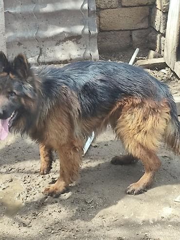 İtlər: Alman çoban iti, 1 il, Erkek, Sənədli, Ünvandan götürmə, Pulsuz çatdırılma, Ödənişli çatdırılma — 3