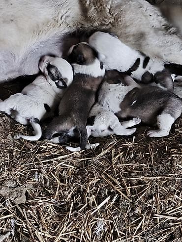 afcarka it adlari: Qurdbasar — 2