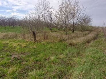 sumqayit kirayə: Kənd təsərrüfatı — 19