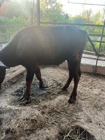 dovsan satışı: Erkək, il: 1, 135 kq, Ətlik, Ünvandan götürmə — 2