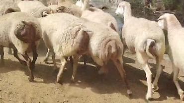 sudluk inek satilir: Dişi, il: 1, Damazlıq, Pulsuz çatdırılma — 4