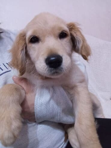 Qolden Rotriver 3 ayliq erkek ve disi her ikisi peyvend olunub tek de lalafo.az -da Qolden Rotriver 3 ayliq erkek ve disi her ikisi peyvend olunub tek de