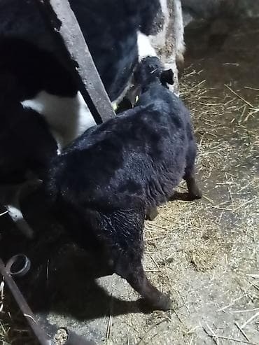 Keçilər, çəpişlər: Temiz ivanofkadi 1ci qardi mayalama balsi var anqus ayı yarmliqdi — 9