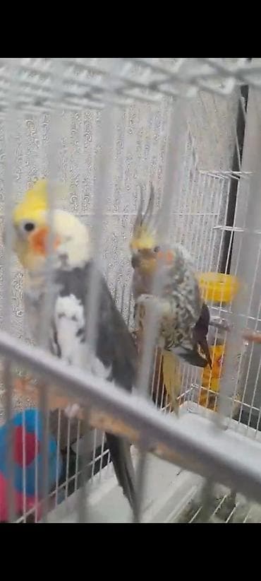 tutuqusu: Popugaylar 2ədəd qəfəslə birlikdə satılır. Son qiymət 70 manatdır — 1