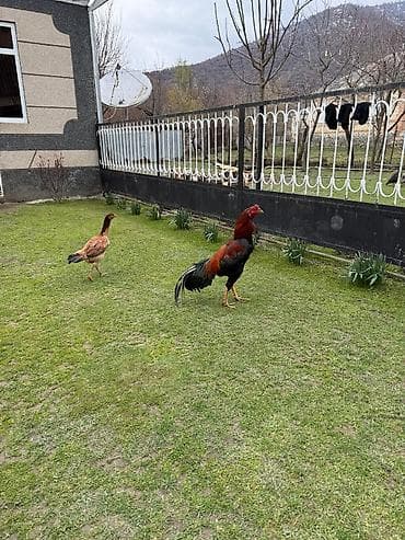 gəncə toyuq satan: Cins: heyrati xoruz (uzunboy, yığcam bədən quruluşu) Rəng — 3