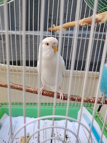 danisan popuqay: 35₼ bütöv dəst tutuquşu satıldı təcili!!! 35₼ daxildir Qəfəsi✅ iki — 3