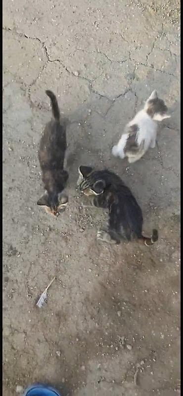 heyvan pişik: Tabbi, Yaxşı əllərə, Ödənişli çatdırılma — 1