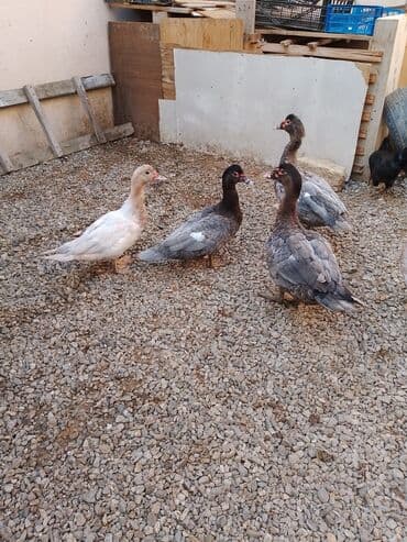 Moskva ördəkləri (indoutka) – müxtəlif rənglərdə sürü - Şəkillərdə 4