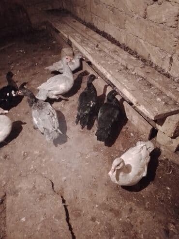 pişik su qabı: Lal prdəy yumurtaları macar sortu hal hazırda 10dənə var təzə düşüb — 2