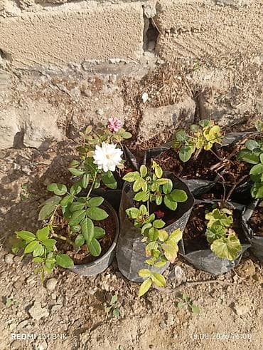 uzum tingləri: Gül kolları – saksıda və ting torbalarında - Növ: Qızılgül (Rosa) — 2