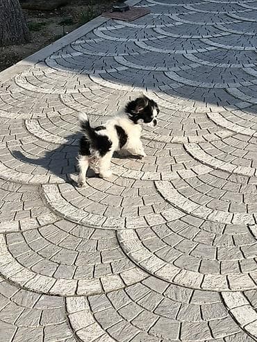 sabuncu heyvan bazari: Pekines, 4 ay, Erkek, Peyvəndli — 9