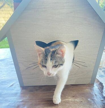 it yuvasi: Salam. Pişik, dovşan və itlər üçün keyfiyyətli yuvalara sifariş qəbul — 5