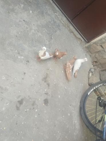 Satılır gəncə 50 manata — 3