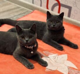 золотая шиншилла баку: Britan, Erkək, Dişi, Ödənişli çatdırılma — 5