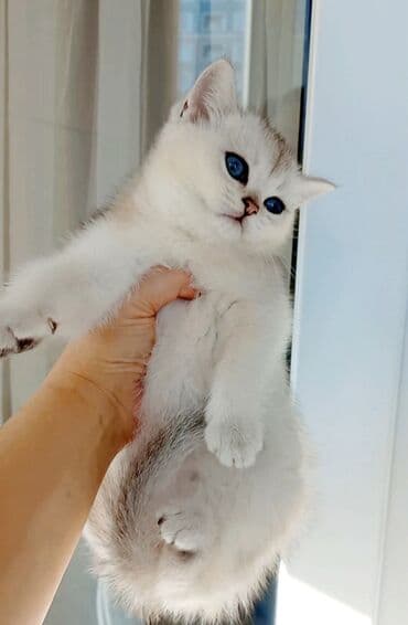 Ata gold,ana silvet şinşilla.gurd dermani verilib,tsm tehvile