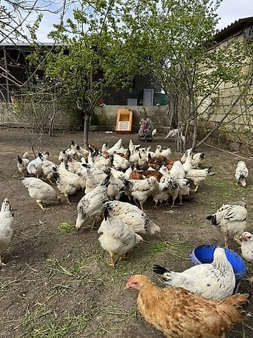 hinduska yumurtasi nece gune cixir: Toyuq, Yumurtalıq — 4