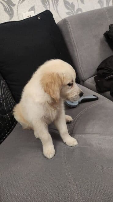 golden retriever qiyməti: Retriever, 4 ay, Dişi, Pulsuz çatdırılma — 3