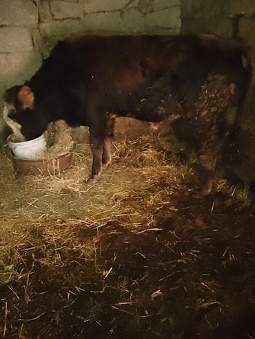 С/х животные и товары: Məhsul: Erkək dana 1yas yarimliq danadı .sağlamdı . heç bir problemi — 5