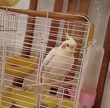 Cute hazlr yetisgin Disi korella satllr — 2