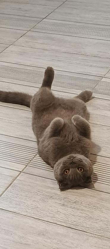 ev pişiyleri: Britan — 1